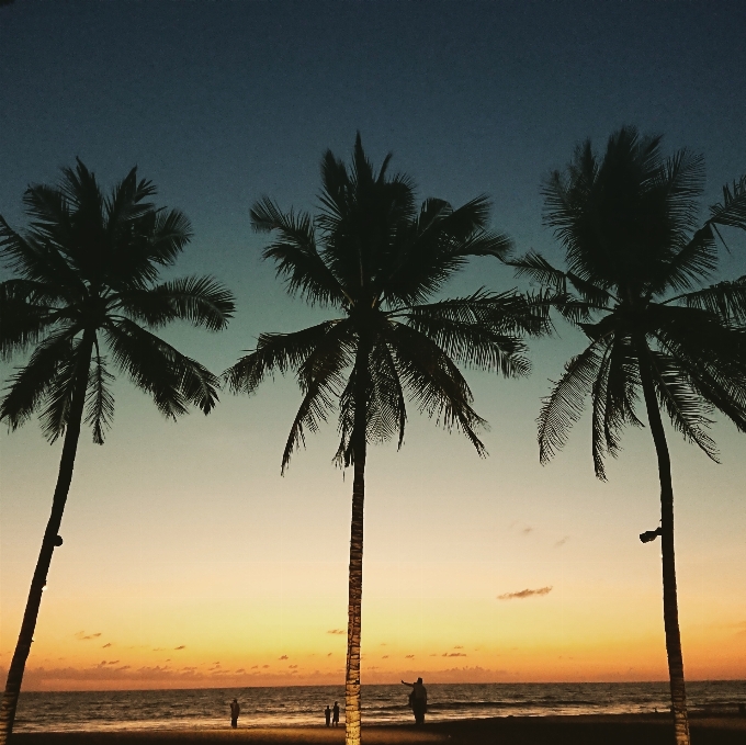 Palm trees sunset bali beach