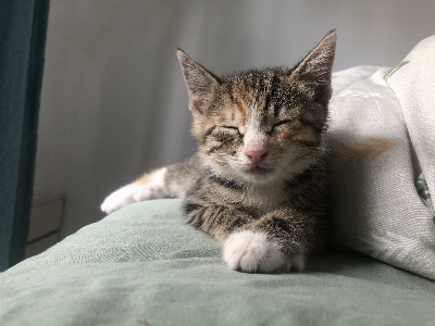 Foto Assonnato gattino gatto assopirsi
