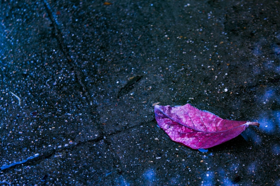 Leaf nature street photographer