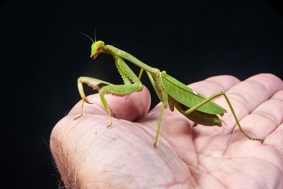 Mantis
 mantis religiosa
 depredador insecto