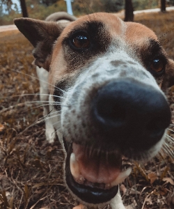 Foto Anjing mamalia bertulang belakang
 ras anjing
