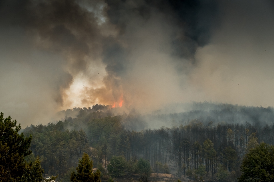 Floresta fogo inferno fumaça