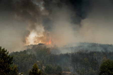 Forest fire hell smoke Photo