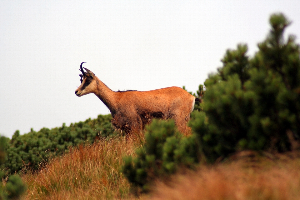 Naturaleza gamuza
 fauna silvestre familia vaca cabra
