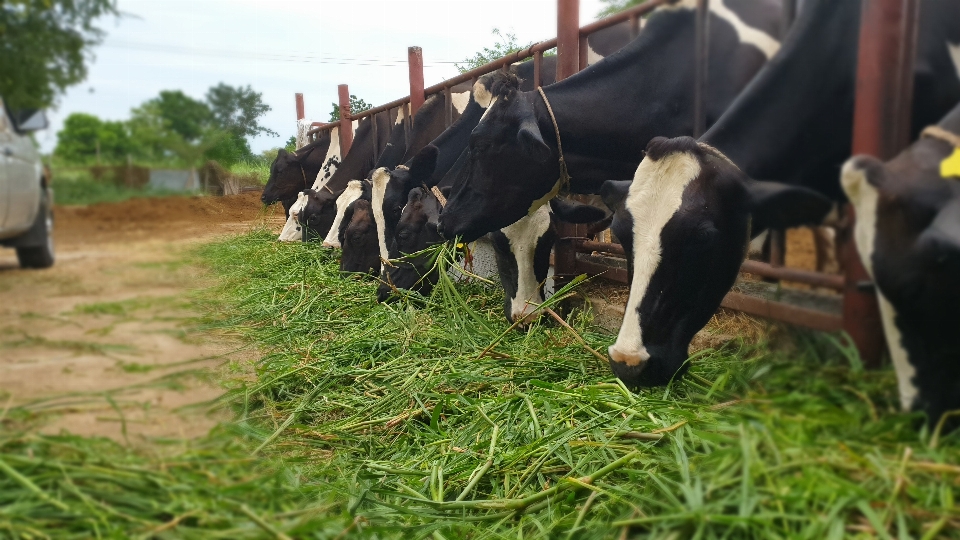 Natural dairy cow bovine pasture