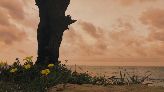 Beach flower tree sky Photo