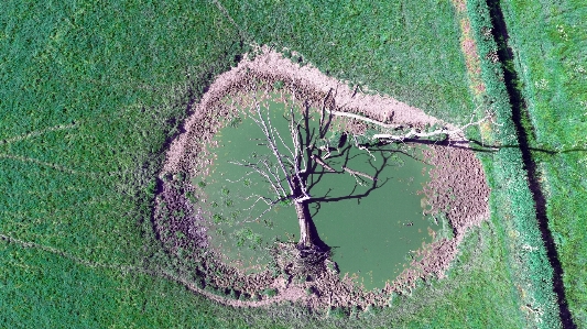 Nature tree summer field Photo