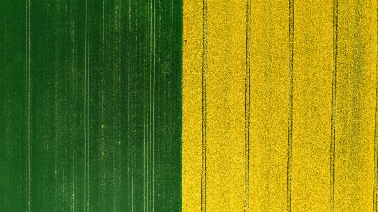 Summer agriculture harvest field Photo