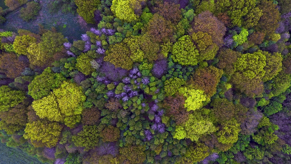 Forest tree colours multicoloured