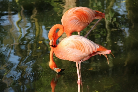 Foto Flamingo burung bertulang belakang
 yang lebih besar
