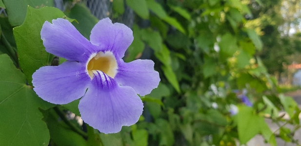 Flower violet blooming garden Photo