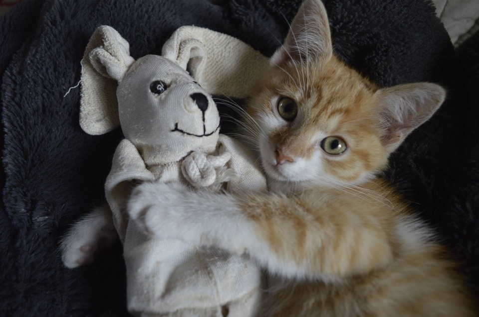 Kucing kecil
 mamalia berukuran kecil hingga sedang
