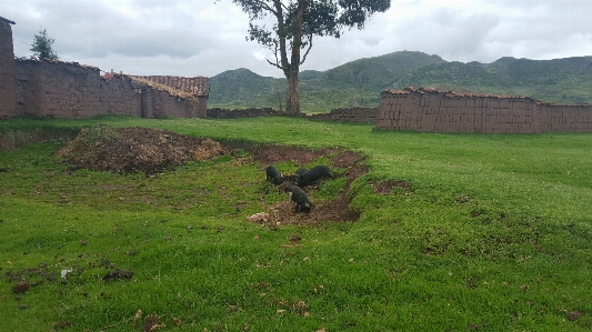 Casas pasto natural landscape pasture Photo