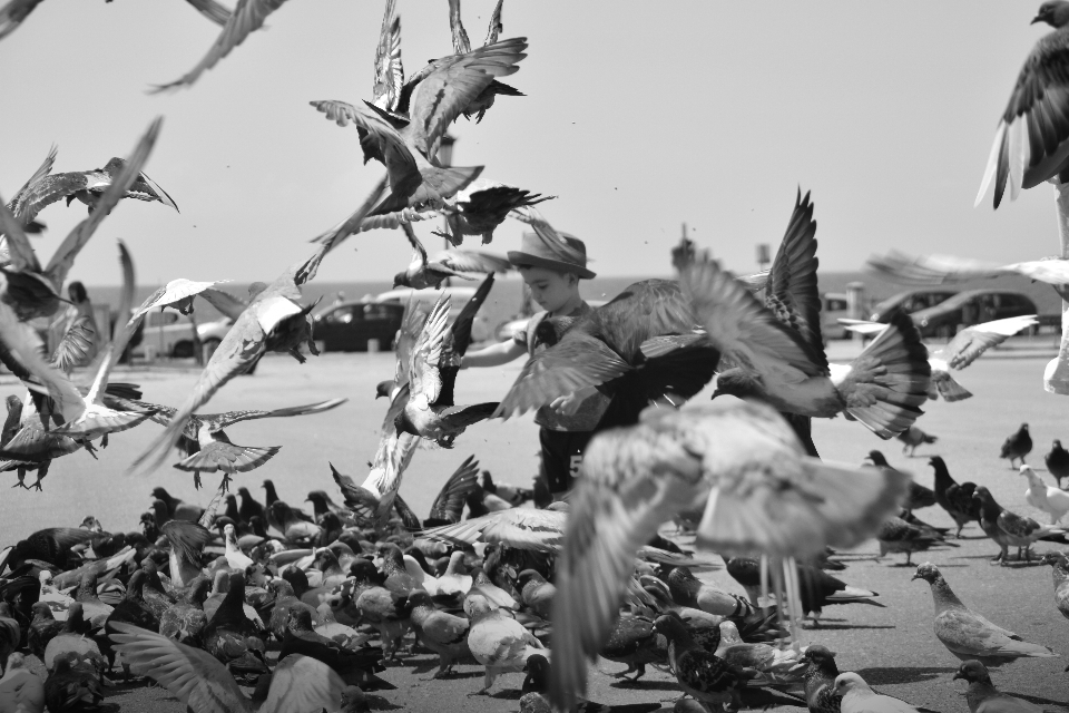 自然 黒と白
 モノクロ写真
 鳥