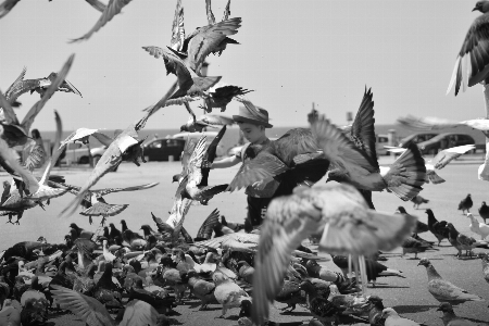 Photo Naturel noir et blanc
 photographie monochrome
 oiseau