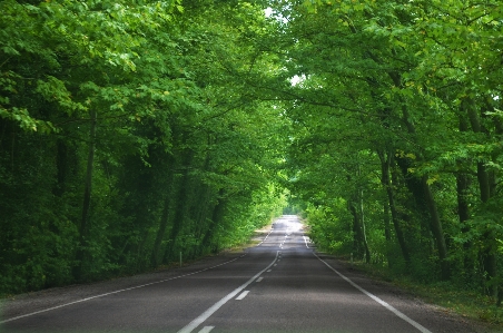 Natural road green landscape Photo