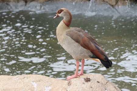 Photo Oiseau vertébré
 le bec d'eau
