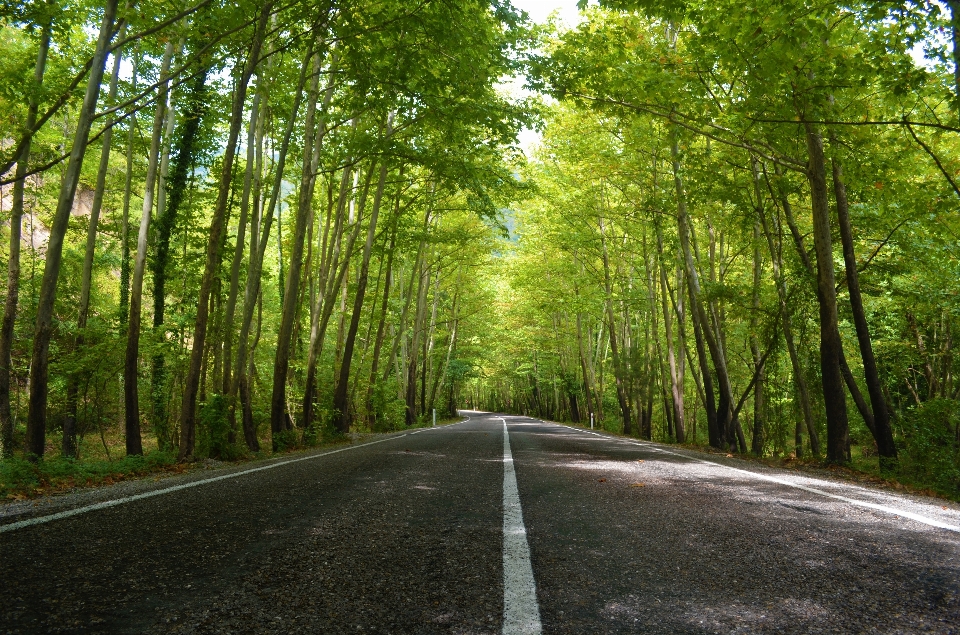 Naturale
 albero natura paesaggio