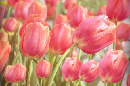 Natrual tulip flowering plant flower Photo