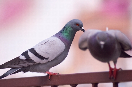 自然な
 鳥 脊椎動物
 嘴 写真