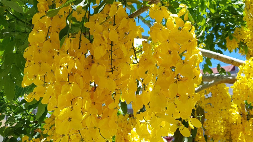 Yellow blooming tree flowers