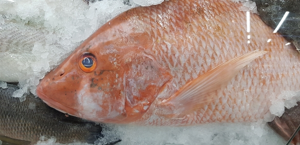 Fish food frozen cold Photo