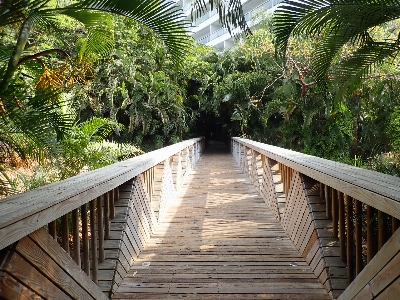 Natural vegetation walkway tree Photo