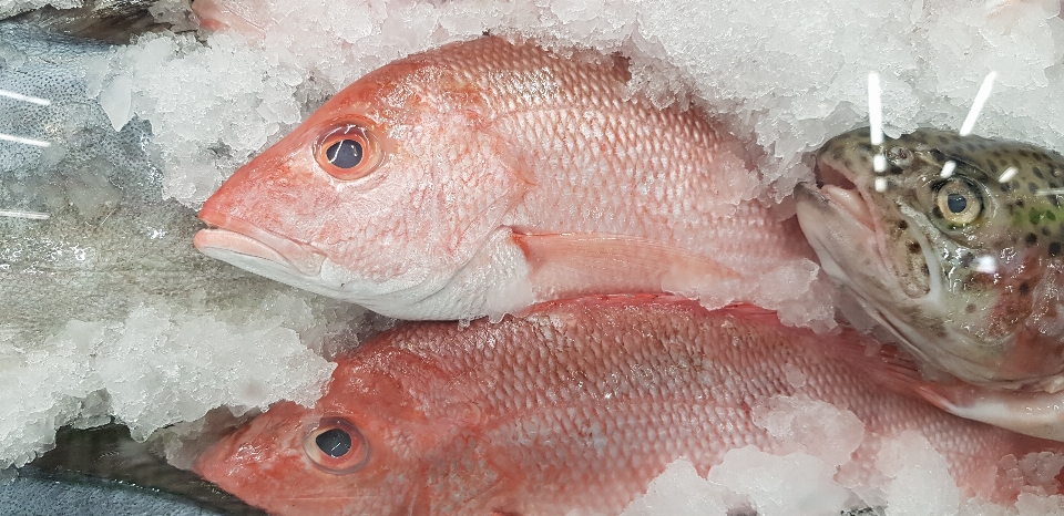 Red snapper fish fresh