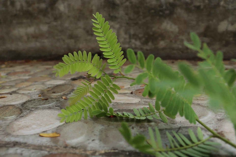 Daun-daun asam jawa
 lantai tanaman terestrial
