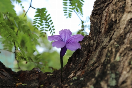 Tamarind tree flowers purple leaves Photo