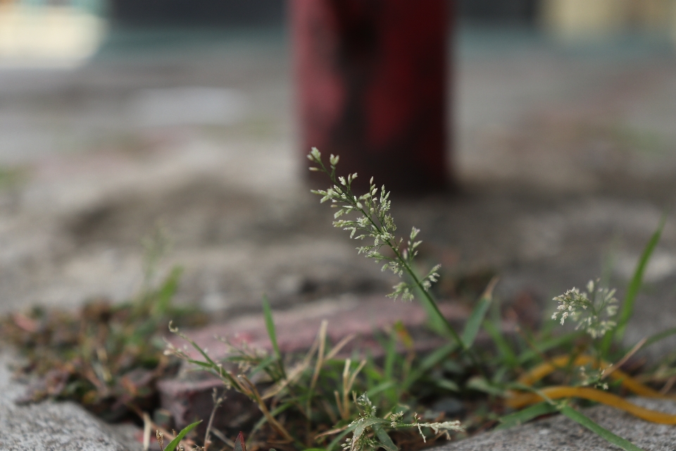 Herbe fleurs mât fleur