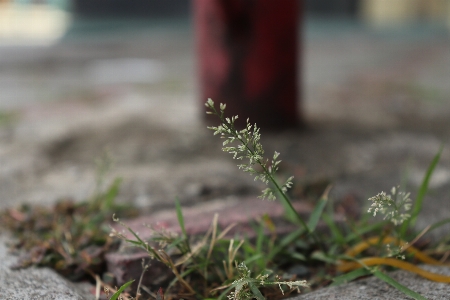 Foto Grama flores mastro flor