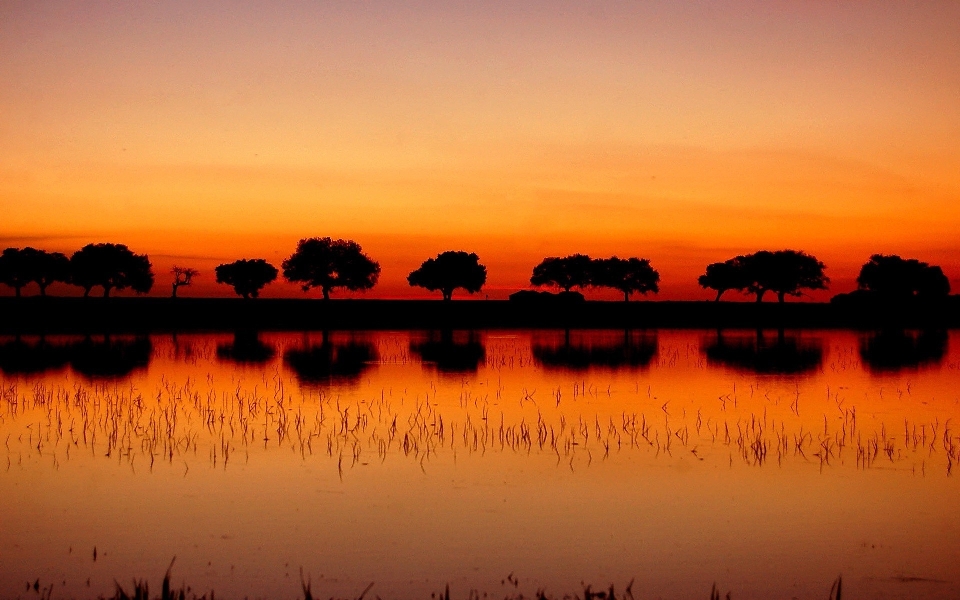 Sunsets landscapes nature trees