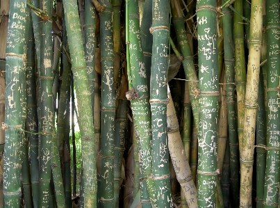 Foto Bambu celana pendek
 tulisan grafiti
 hijau