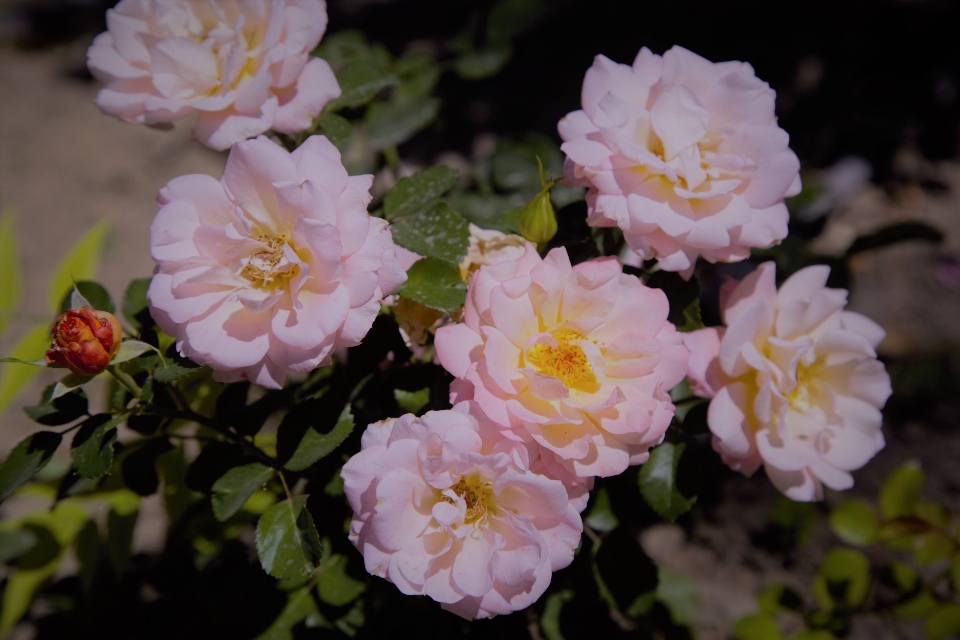 Fiore natura colorato rosa