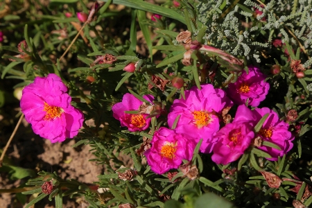 Flower nature plant summer Photo