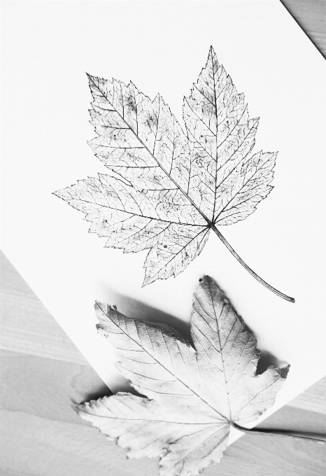 Feuille d'automne
 automne noir et blanc
