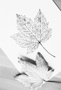 Photo Feuille d'automne
 automne noir et blanc
