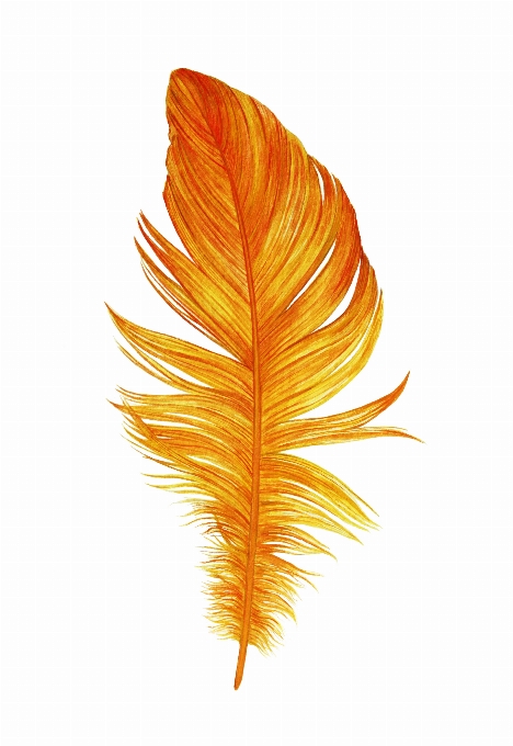 Orange feather isolated on