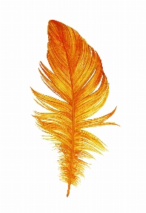 Orange feather isolated on Photo