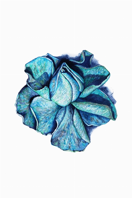 Blue watercolor watercolour rose