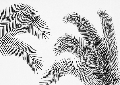 Photo Feuilles de palmier
 fond tropical
 illustration minimal