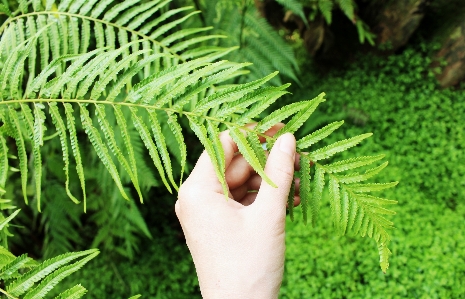 Green fern leaf leaves Photo