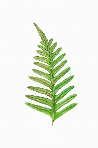 Fern leaf nature natural Photo