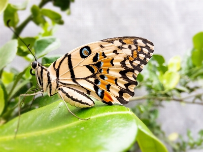 Foto Borboleta folha natureza mariposas e borboletas
