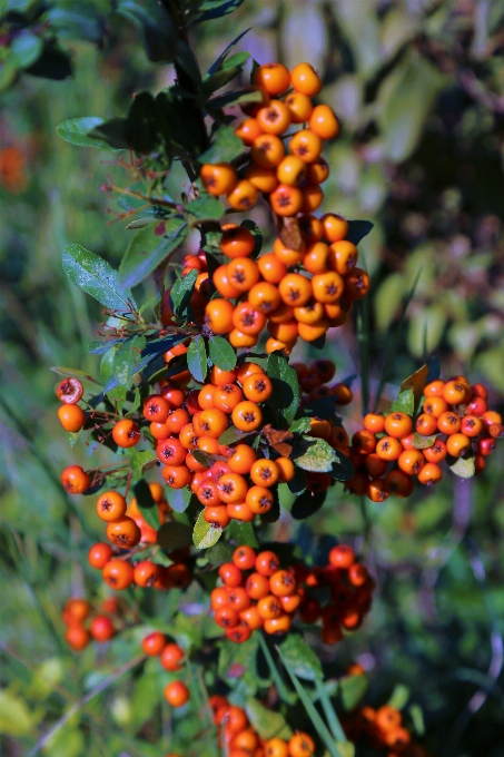 花 開花植物
 ヒッポファエ
 植物