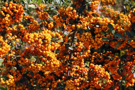 Autumn nature fruit tree Photo