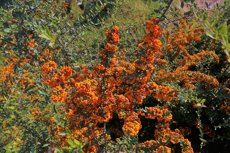 Autumn nature fruit tree Photo