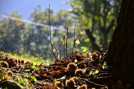 Foto Castagna ricci
 natura paesaggio naturale
