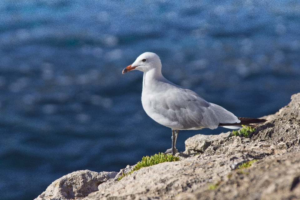 鳥 飛ぶ 海 カモメ
